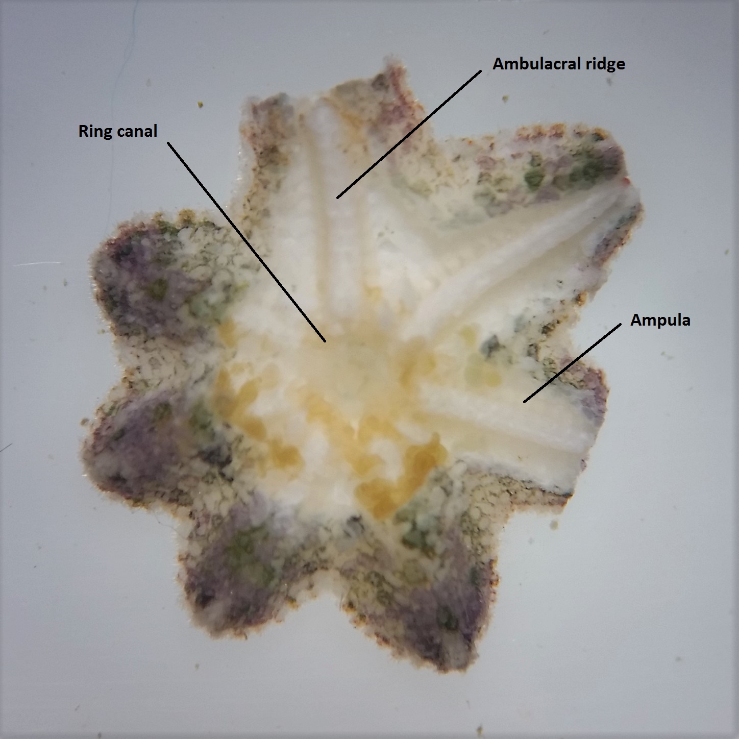 figure image